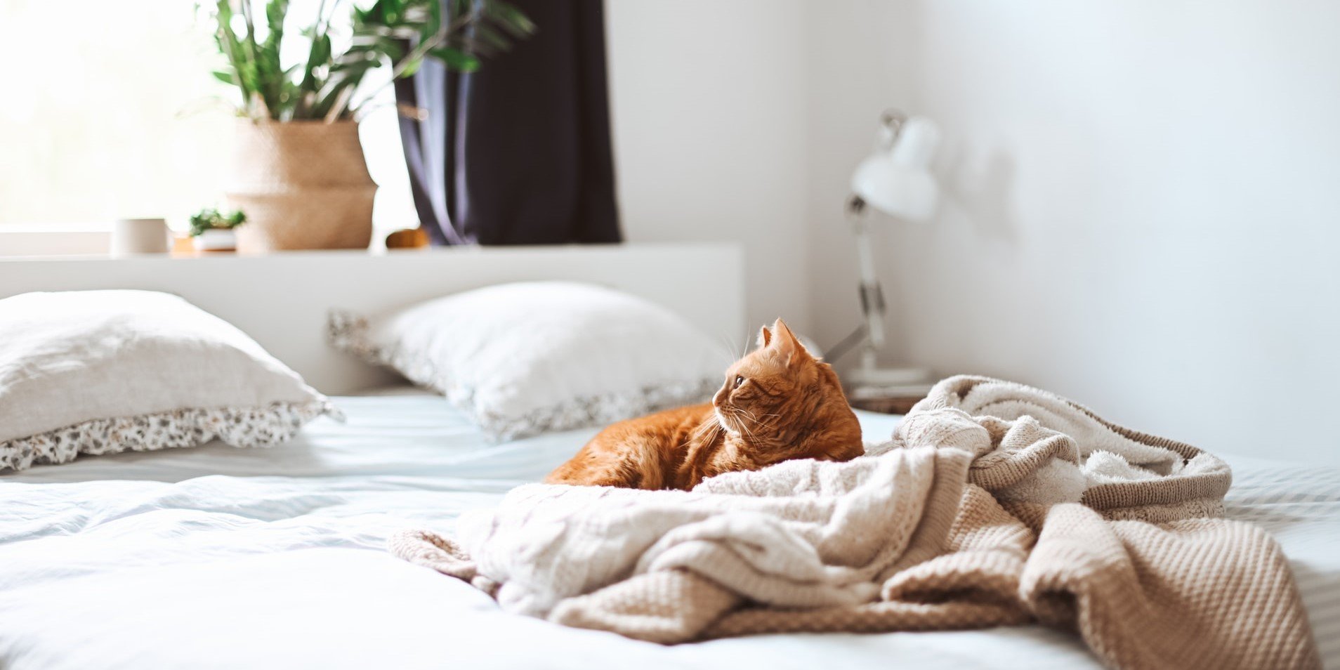 How sleep retailers can accelerate organic performance & industry authority with Digital PR